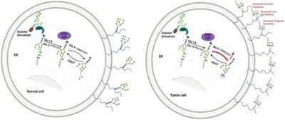 Navigating PRKCSH’s impact on cancer: from N-linked glycosylation to death pathway and anti-tumor immunity